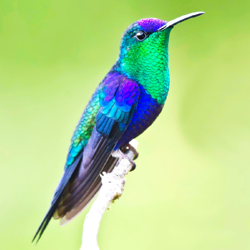 colibri